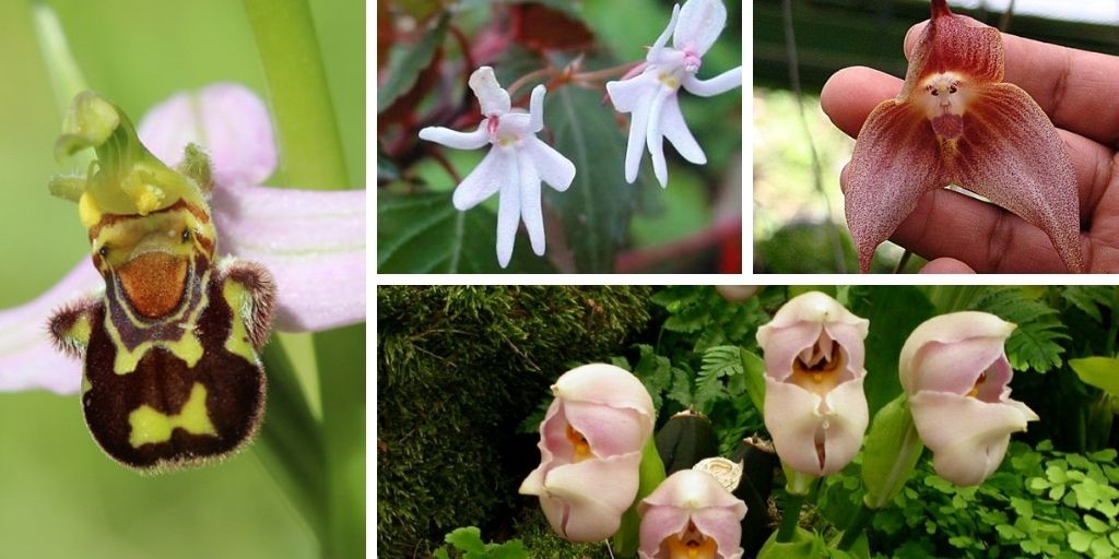 Weirdest Flower Names That Everyone Should Know About
