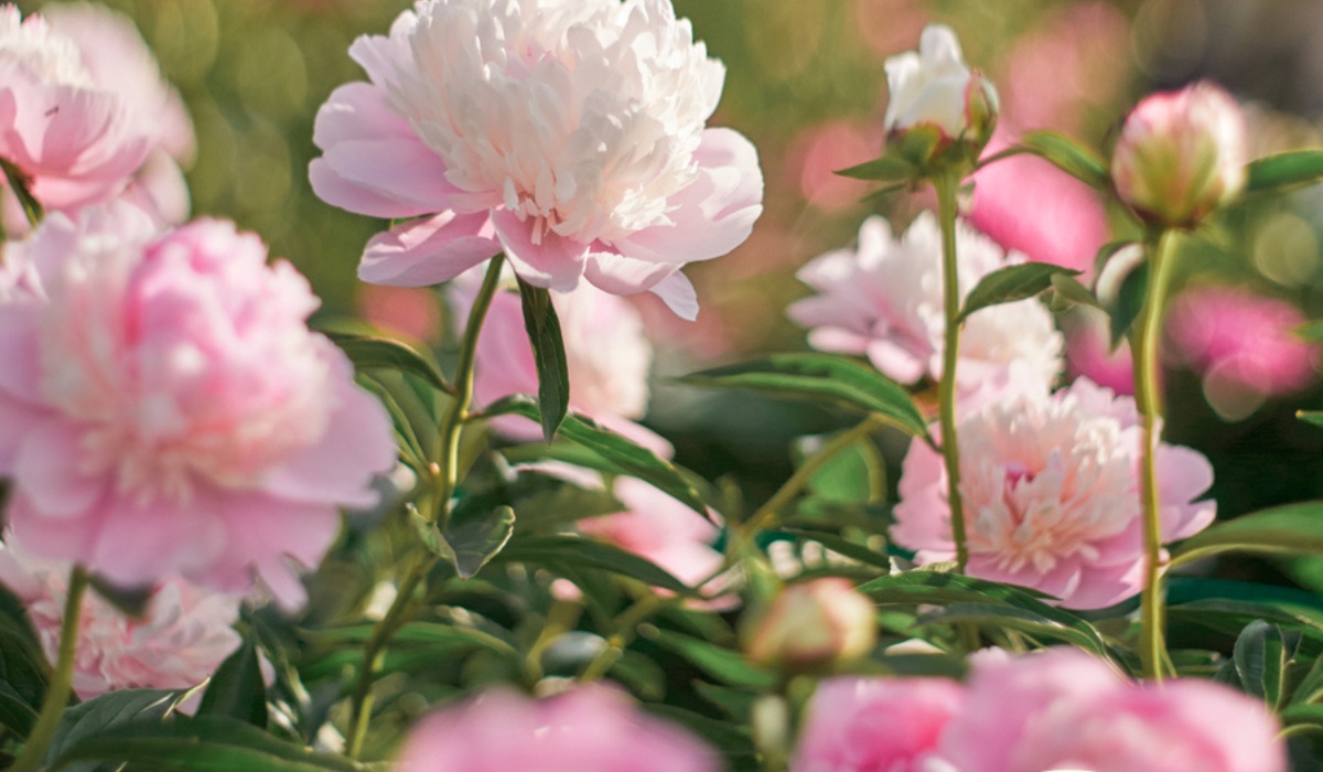 how to use peonies to make your day better?